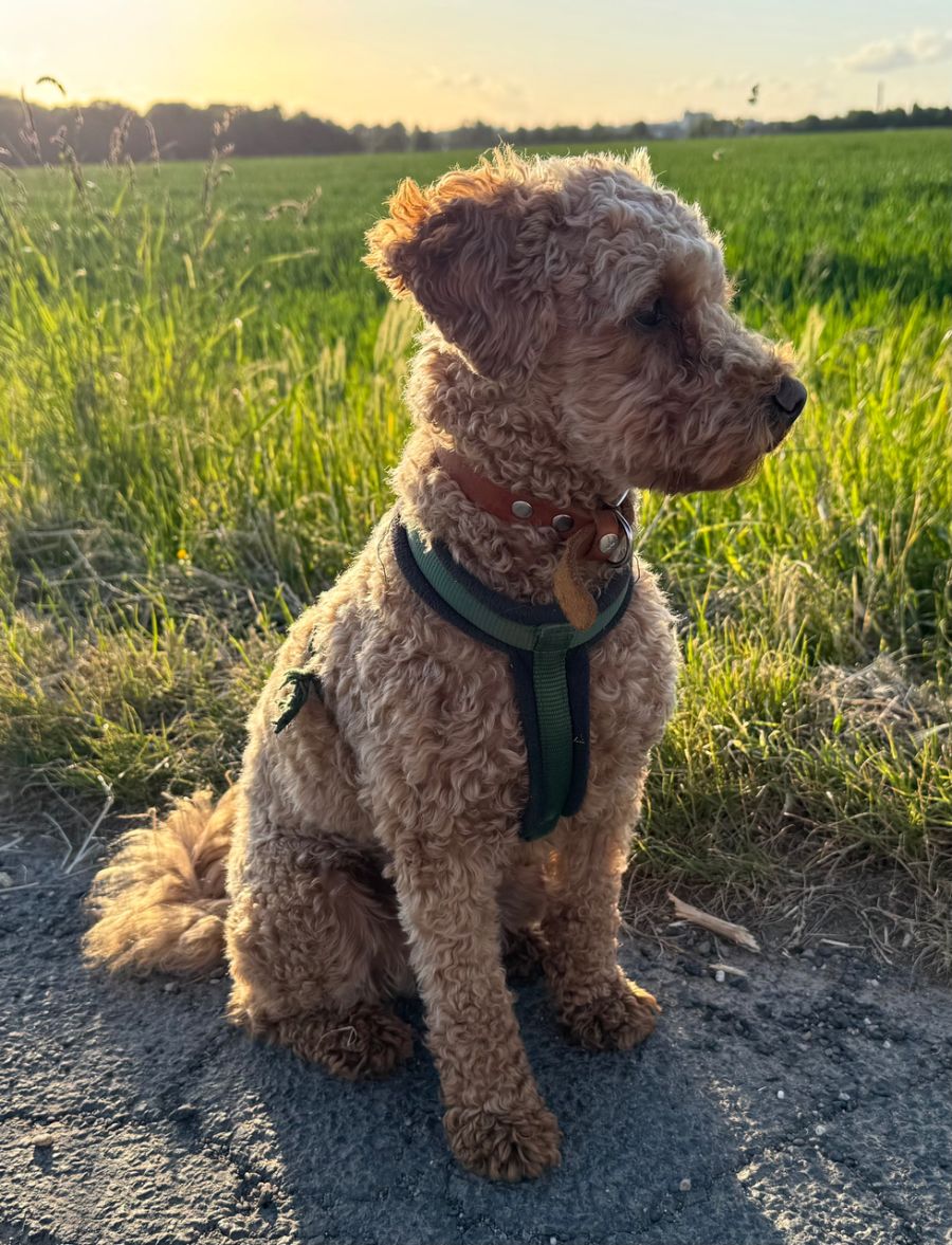 Unser Schulhund Fritzi
